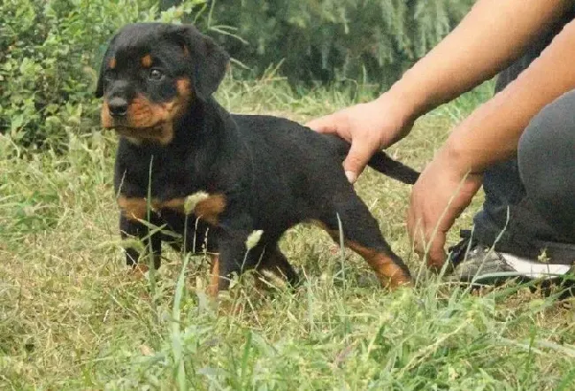 罗威纳犬|罗威纳犬最近感冒了怎么办