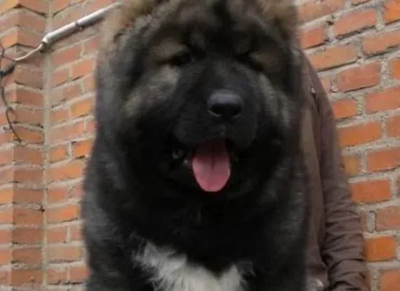 高加索犬|请问一下高加索犬可以吃鸡蛋吗