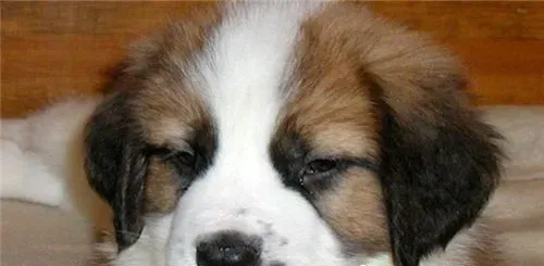 圣伯纳犬发狂怎么办 大声的呵斥让它停止 | 圣伯纳犬