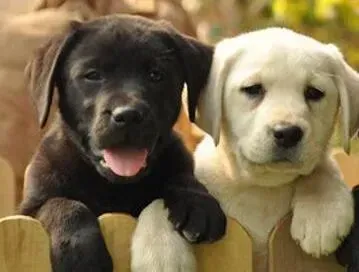 拉布拉多|用各种方法训练拉布拉多犬都不听我的话为什么
