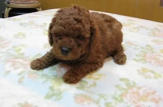 泰迪犬|巧训笼中狗 让泰迪犬轻松的接受主人的训练