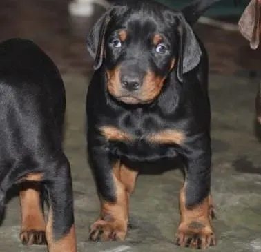 杜宾犬|怎样确定杜宾犬的喂食时间