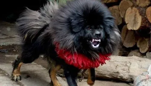 藏獒训练教程 根据性格选择训练方案