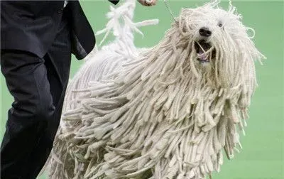 可蒙犬怎么洗澡 冬季给可蒙犬洗澡注意什么 | 可蒙犬