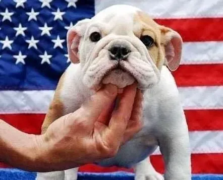 英国斗牛犬|给斗牛犬美容的三大注意事项的简单分析