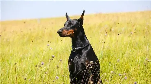 杜宾犬体味程度 杜宾犬的体味程度是很大的 | 杜宾犬