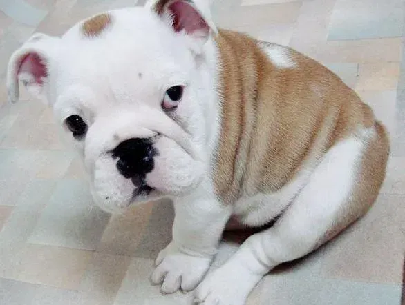 英国斗牛犬|斗牛犬咳嗽，流鼻涕是怎么了 没事吧