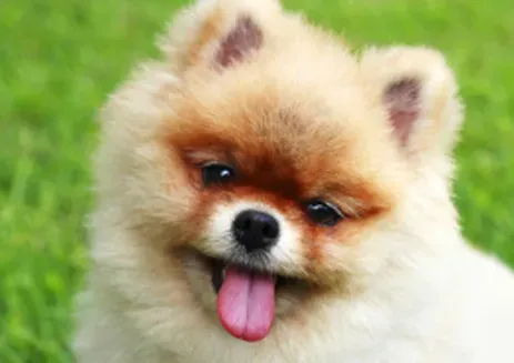 博美犬瘟热的治疗方法 博美犬瘟热的处理方法 | 博美
