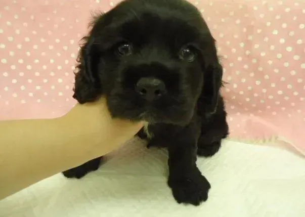 可卡犬|我家可卡犬严重缺钙吃什么钙片好
