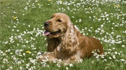 英国可卡犬好训练吗 英国可卡犬是很好训练的 | 英国可卡犬