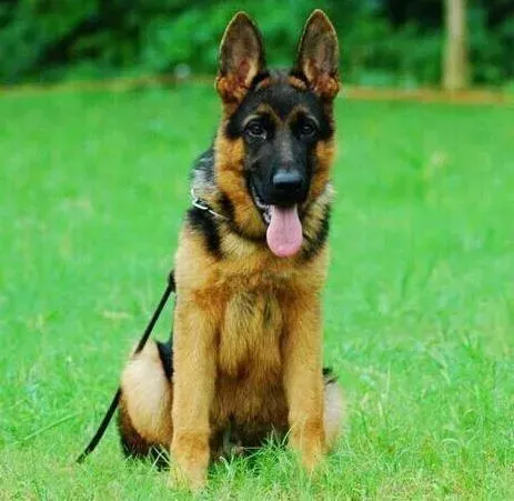 德国牧羊犬|要让德国牧羊犬永远远离的食物——海鲜