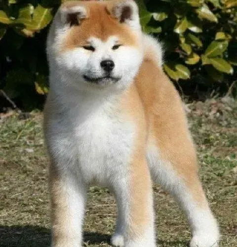 秋田犬|怎样快速的纠正秋田犬的偏食恶习