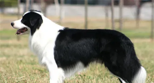 边境牧羊犬训练站立 边境牧羊犬的步伐训练 | 边境牧羊犬