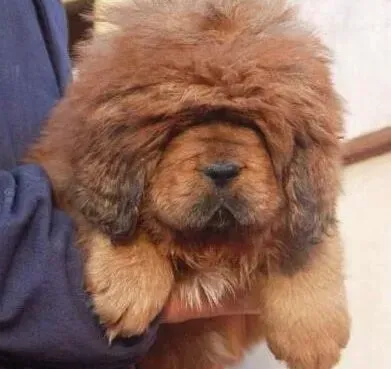藏獒|藏獒咬骨头会给它们带来哪些好处