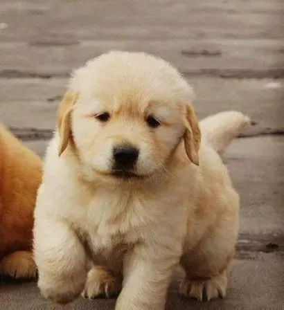 金毛|夏季急救方法 金毛犬溺水与中暑的急救