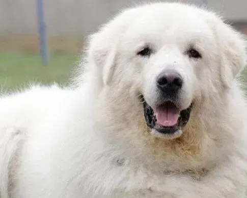 大白熊犬|护理全方案之照顾大白熊犬仅需三步骤
