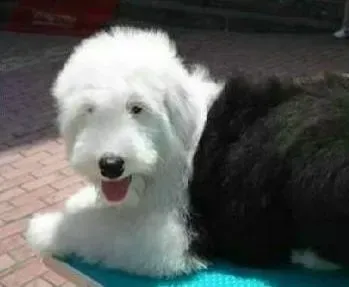 古代牧羊犬|古代牧羊犬流脓鼻涕 鼻子干怎么办