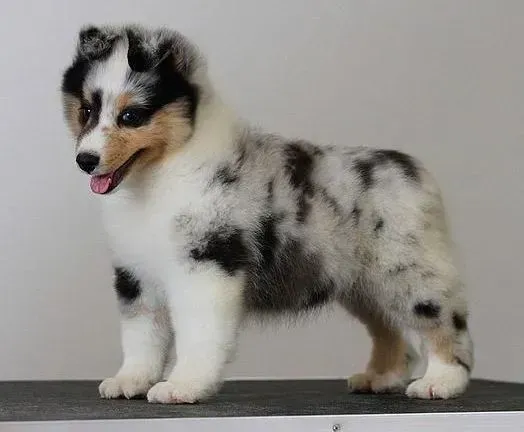 喜乐蒂|喜乐蒂犬运动期间要注意哪些事情