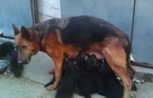 狂犬疫苗失效 伤口部位及抗狂犬病血清的使用 | 狂犬疫苗