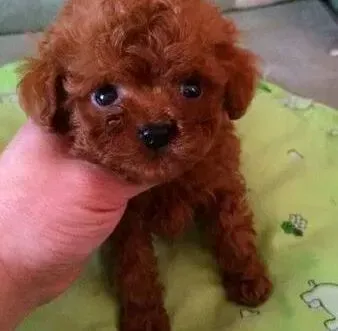 泰迪犬|我家泰迪犬独处的时候喜欢破坏东西该怎么办