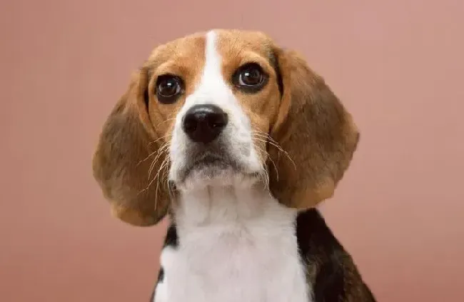 比格犬|为比格犬做免疫的2点注意事项