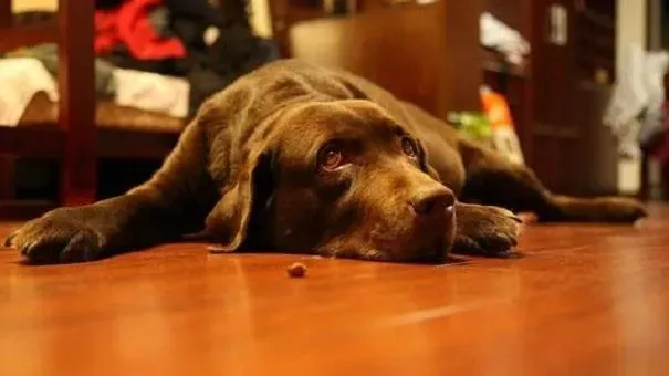 其他狗狗|老年犬的常见病 高龄狗狗易患失智症