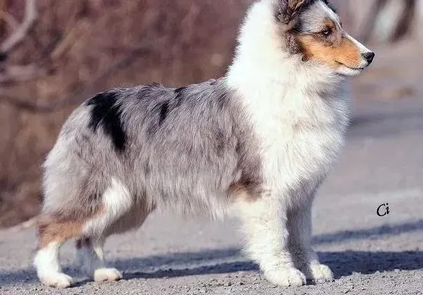 喜乐蒂|喜乐蒂犬天生与孩子是朋友
