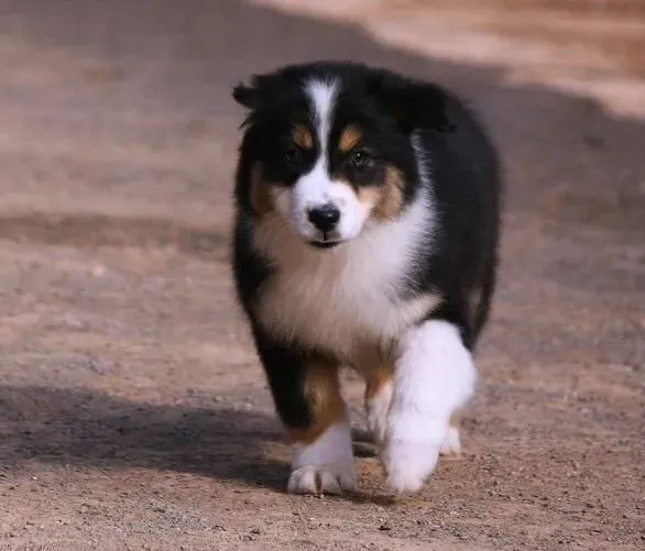 苏格兰牧羊犬|减少苏格兰牧羊犬痛苦的方法——安乐死