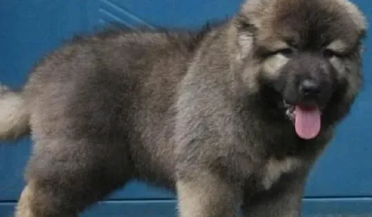 高加索犬|启蒙课堂 怎样照顾幼小的高加索犬