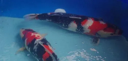 锦鲤鱼养几条好 根据鱼缸的实际情况来判断 | 锦鲤鱼