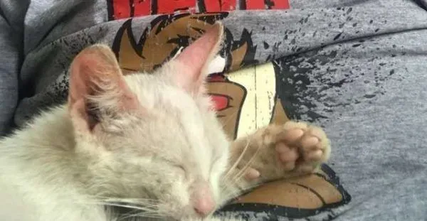 小猫擅躺人家肚子上睡得超香 醒来就拥有一个家了 | 猫
