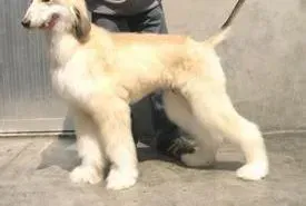 阿富汗猎犬|两个多月的阿富汗猎犬一天吃多少狗粮