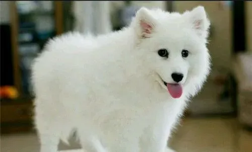 银狐犬优缺点 银狐犬唯一的缺点就是太过于敏感 | 银狐犬