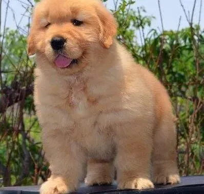 金毛|狗狗你大胆的往前走  金毛犬胆量变大的方法