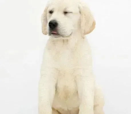 拉布拉多|拉布拉多犬患上皮肤病脱毛严重，皮肤发红怎么办