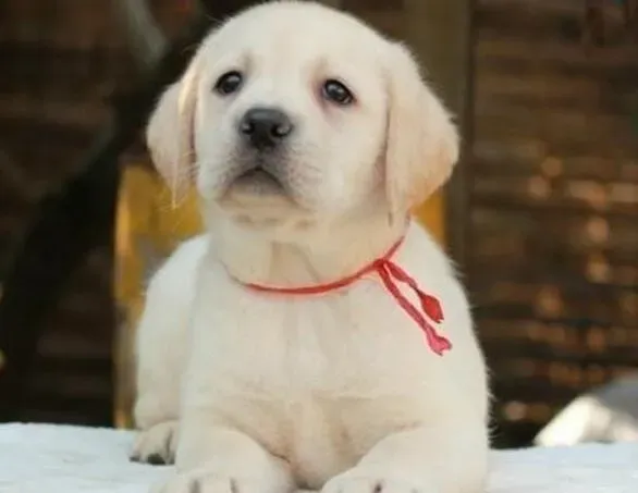 拉布拉多|日常生活中饲养拉布拉多犬的启蒙方法