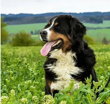 伯恩山犬容易训练吗 伯恩山犬的训练还是要循序渐进 | 伯恩山犬