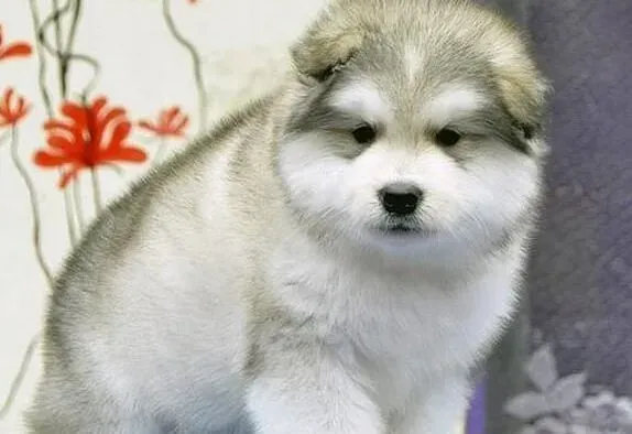 阿拉斯加犬|医治阿拉斯加犬的感冒，专家来支招