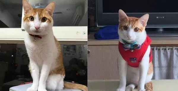 祖孙情！爱塞乃猫咪天冷给阿嬷当暖暖包 | 猫