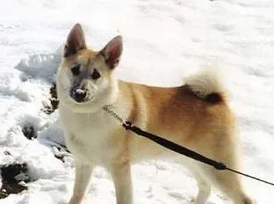 挪威布哈德犬的性格 该犬性格比较急躁 | 挪威布哈德犬