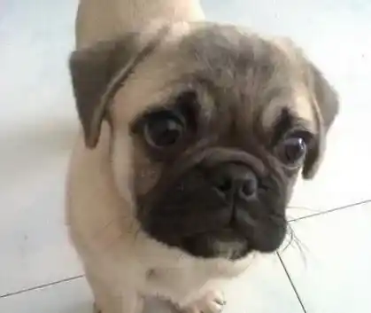 巴哥犬和沙皮狗有什么不同 体型特征就有所不同 | 巴哥犬