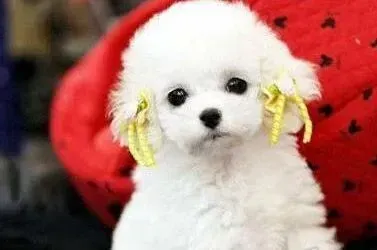 泰迪犬|小泰迪犬特别凶喜欢咬人怎么教育