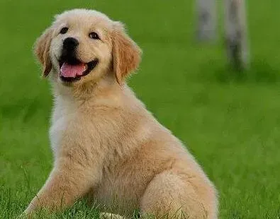 金毛|如何给金毛犬培养良好的饮食习惯