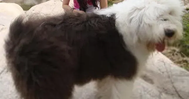 古代牧羊犬|生活好方式 古代牧羊犬外出散步应注意哪些