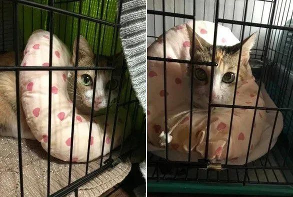 亲人猫因被退养造成厌食 到新家后被宠成小公主 | 狗