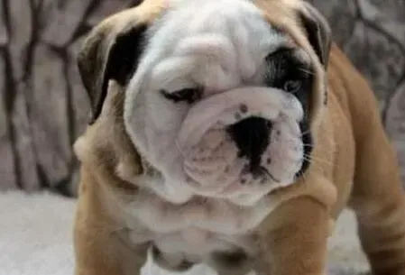 英国斗牛犬|我家斗牛犬吐血不吃不喝是怎么了