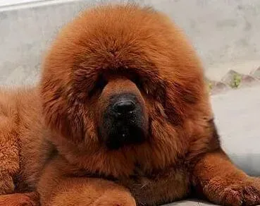 藏獒|藏獒吃玩驱虫药后拉软便是怎么回事