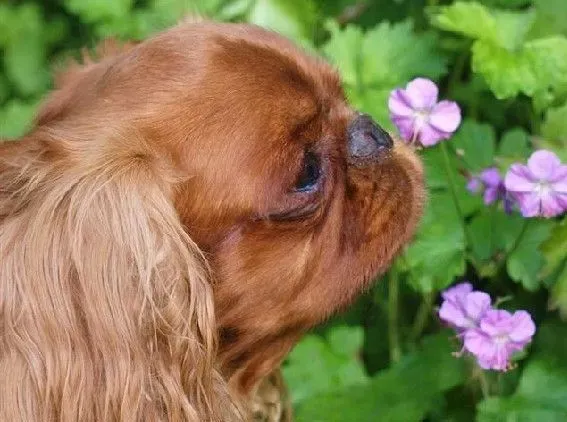 查理士王小猎犬饲养 补充些钙质是很有必要的 | 查理士王小猎犬