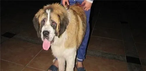圣伯纳犬发狂怎么办 大声的呵斥让它停止 | 圣伯纳犬
