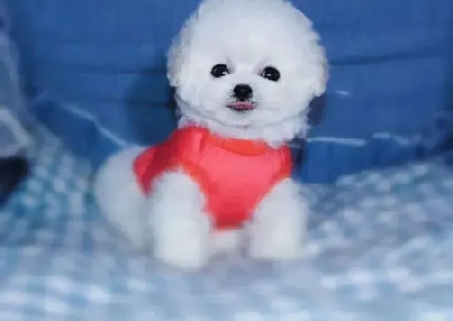 比熊犬|求专家帮忙看看我家比熊犬是不是怀孕了